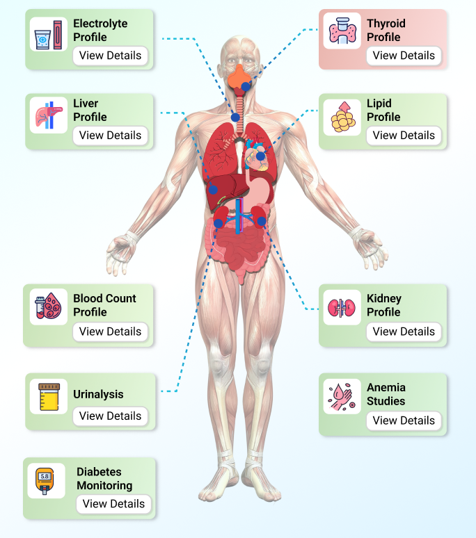 Interactive body demo